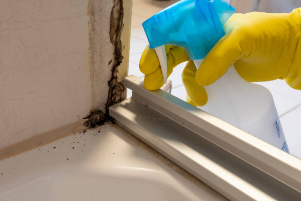 Crawl Space Mold Removal in Liberty Corner, NJ