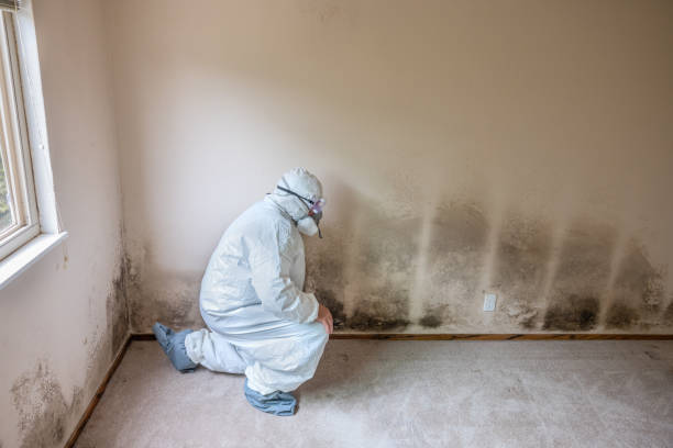 Best Certified Mold Removal  in Liberty Corner, NJ