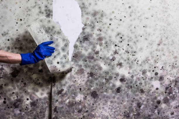Best Mold Cleaning Services  in Liberty Corner, NJ